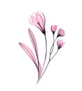 Watercolor Crocus bouquet. Spring flowers isolated on white. Hand painted artwork with transparent flowers. Botanical