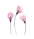 Watercolor Crocus floral set. Three flowers isolated on white. Hand painted artwork with transparent blooming plants