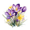 watercolor crocus flower illustration on a white background.