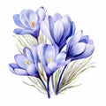 Watercolor Crocus Flowers: Delicate Realism In Turkish Blue Hues