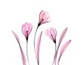 Watercolor Crocus flowers. Three plants isolated on white. Hand painted floral artwork with transparent flowers