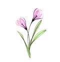 Watercolor Crocus. Hand painted artwork with flowers isolated on white. Colourful Spring bouquet. Botanical illustration