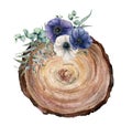Watercolor cross section of a tree with blue and white anemone bouquet. Hand painted flowers and eucaliptus leaves on
