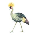 Watercolor Crowned crane. Watercolor bird illustration Royalty Free Stock Photo