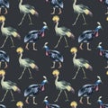 Watercolor Crowned crane, Cassowary bird seamless pattern on black background Royalty Free Stock Photo