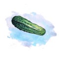 Watercolor cucumber with colored spot