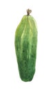 Watercolor cucumber. Composition on a white background,