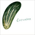 Watercolor cucumber