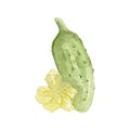 Watercolor cucumber set isolated on white