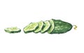 Watercolor cucumber and slices