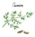 Watercolor cumin