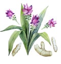 Watercolor curcuma set