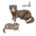 Watercolor illustration of wild minks. Hand painted little baby and mom mink, isolated white background. Forest animals