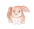 Watercolor cute brown rabbit isolated on white . Sitting lop eared bunny front view illustration Royalty Free Stock Photo