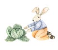 Watercolor cute bunny gardener with cabbage. Spring summer. Baby character. Perfect for invitations, greeting cards, packing,