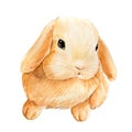 Watercolor cute bunny on an isolated white background