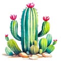 Watercolor of cute cactus in the pot with stay, Hand drawn elements isolated on white background