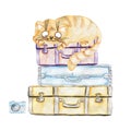 Watercolor cute cat lying on the suitcases. Pets. Funny kitten. Children's illustration.