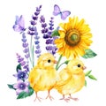 Watercolor cute chicken and lavender flowers, sunflower and butterflies on a white background, floral postcard