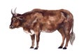 Watercolor cow on the white background Royalty Free Stock Photo