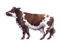 Watercolor cow on the white background Royalty Free Stock Photo