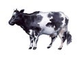 Watercolor cow on the white background Royalty Free Stock Photo