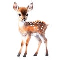 Watercolor cute deer. Baby cute animal white-tailed deer.