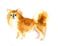 Watercolor cute dog