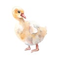 Watercolor cute goose chick. Fluffy white bird illustration isolated on white. Little Easter gosling hand drawn Royalty Free Stock Photo