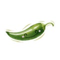 Watercolor cute green chilli cartoon character. Vector illustration