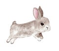 Watercolor cute grey rabbit isolated on white . Jumping furry bunny illustration Royalty Free Stock Photo