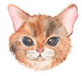 Watercolor cute head, muzzle of a red cat, portrait, bully