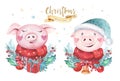 Watercolor cute Pig symbol 2019 illustration. Isolated funny cartoon ping animal Happy Chinese New Year piggy art. Royalty Free Stock Photo