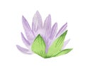 Watercolor cute purple water lily with green leaves on white isolated background.Mystical and botanical