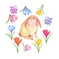 Watercolor cute rabbit isolated on wite background. Easter bunny with colorful spring flowers for cards, invitations Royalty Free Stock Photo