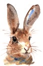 Watercolor Cute Spring Hare Bunny Painting Illustration