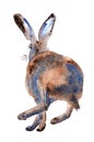 Watercolor Cute Spring Hare Bunny Painting Illustration