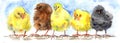 Watercolor Cute Spring Easter Chickens