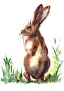 Watercolor Cute Spring Hare Bunny Painting Illustration