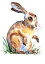 Watercolor Cute Spring Hare Bunny Painting Illustration