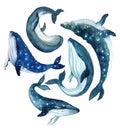 Watercolor cute whales. Funny illustration