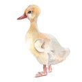 Watercolor cute white bird. Gosling illustration isolated on white. Little Easter goose chick hand drawn . Painted farm Royalty Free Stock Photo