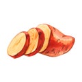 Watercolor cuted slice sweet potato hand drawn illustration isolated on white Royalty Free Stock Photo