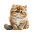 Watercolor Cutie Baby Cat Clipart, Cute Kitten Clipart, Persian