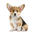 Watercolor Cutie Baby Dog Clipart, Cute Puppies Clipart, Corgi Royalty Free Stock Photo