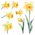 Watercolor Daffodil Clipart: Naturalistic Poses And Detailed Illustrations Royalty Free Stock Photo
