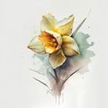 Watercolor daffodil flower on grunge watercolor background