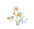 Watercolor daffodil flowers with butterflies. Realistic narcissus plant isolated on white. Two detailed white