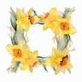 Watercolor Daffodil Frame On White Background