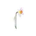 Watercolor daffodil isolated on white background, botanical illustration.